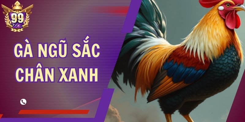 Gà Ngũ Sắc Chân Xanh – Giống Quý Hiếm, Trận Đấu Vượt Trội