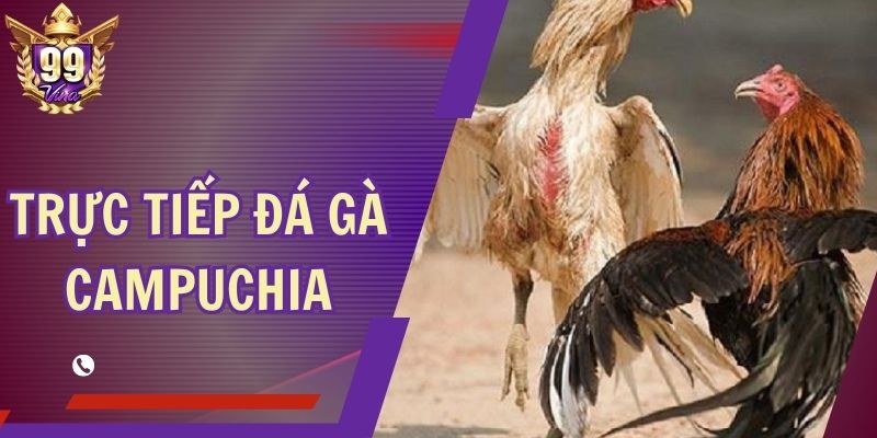 Trực Tiếp Đá Gà Campuchia Hấp Dẫn Dành Cho Người Đam Mê